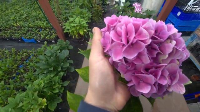 Гортензия Меджикал аметист. Magical Amethyst смотреть онлайн