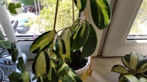 Хойя Verticillata variegata.