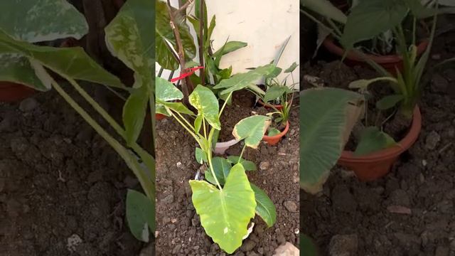 Planting time with Granny’s friend Ethel… the collection of Alocasia ALBO, Purple & Cucullata смотреть онлайн