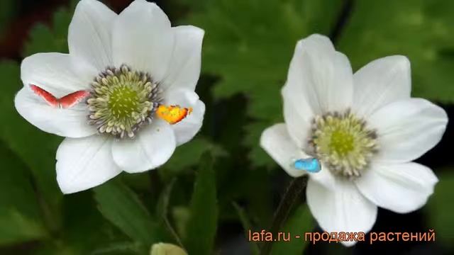 Анемона видовая (anemone leveillei) ? видовая анемона обзор: как сажать, саженцы анемоны смотреть онлайн