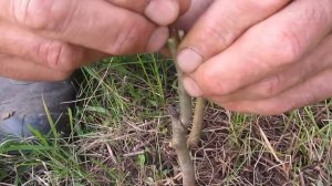 Весенняя ПРИВИВКА  В РАСЩЕП Груши на Дичку