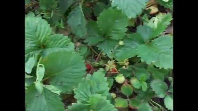 Пора земляники садовой.У меня "СЛОНЕНОК". смотреть онлайн