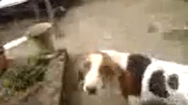 10 Month old basset hound смотреть онлайн