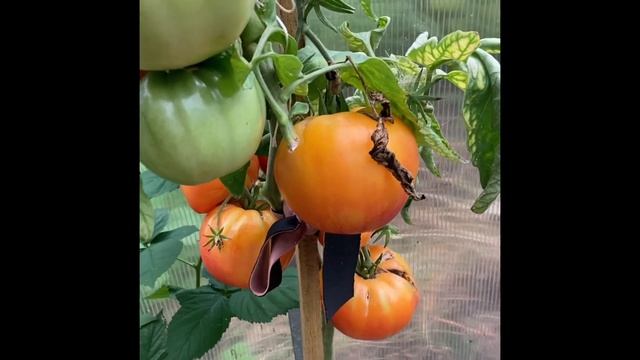 Сорт томата Загадка природы смотреть онлайн