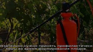 Квадрис: фунгицид, инструкция по применению для винограда