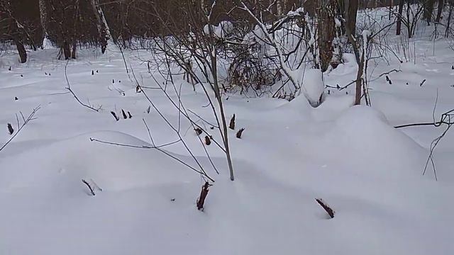Папоротник СТРАУСНИК! 27/2/2020,после СНЕГОПАДА! Снега около 65см! Вероятно самый высокий эту зиму! смотреть онлайн