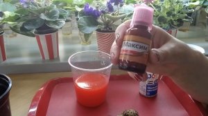 Глоксинии. Клубень из магазина. Как правильно посадить.