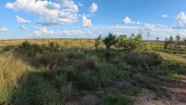 Mustering And Fly Tagging Scrubbers And Shooting Dogs смотреть онлайн