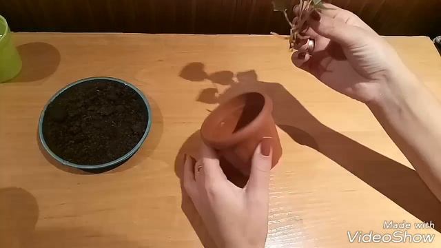 Антуриум. Размножение детками. Укоренение в воде. Посадка в землю. смотреть онлайн