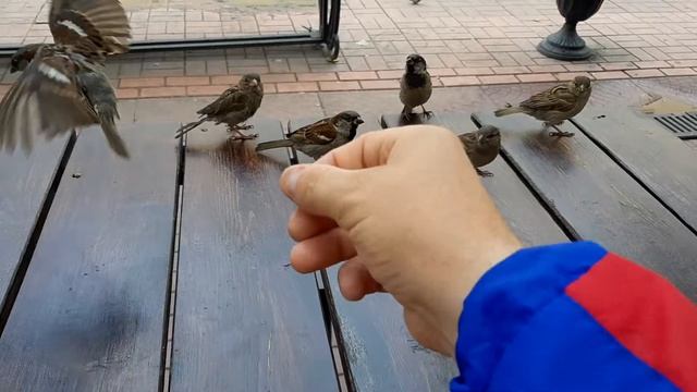 Ручные воробушки! смотреть онлайн