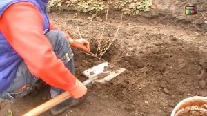 Как посадить смородину! Посадка смородины весной