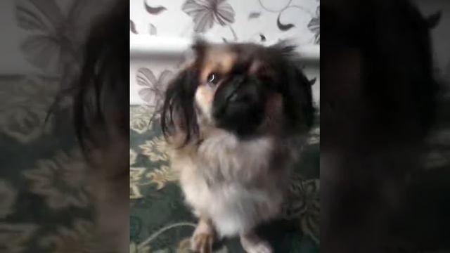 Чарлик читает реп смотреть онлайн