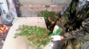 Как вязать берёзовые веники круглый год!!?? Заготовка ветки, сушка и вязка!! Идея заработка!!!