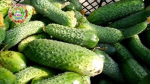 УСПЕЙТЕ ПОСЕЯТЬ ОГУРЦЫ АРКТИКА F1. САМЫЙ УДАЧНЫЙ ОГУРЕЦ ДЛЯ ПОВТОРНОГО ПОСЕВА