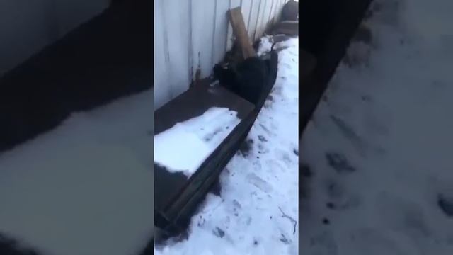 Собака облизала железо на морозе и прилипла смотреть онлайн