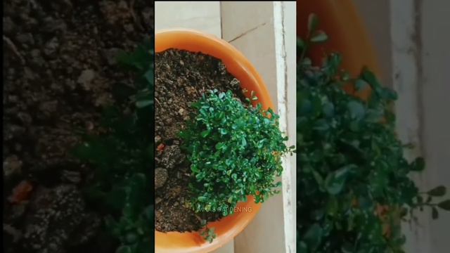 Dragon Plant | Aloe Vera | Kamini Plant | Vikas Gardening | Beautiful Plant | #flowering смотреть онлайн