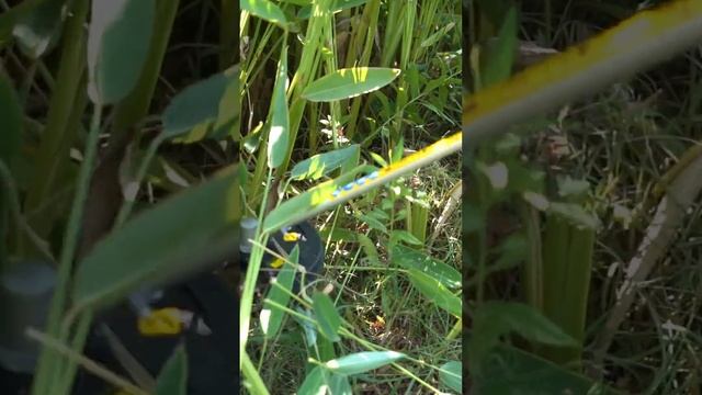 Sunray Power-SLJ26F Gas Powered 2 Stroke 26cc Brush Cutter, Easy brush cutting смотреть онлайн