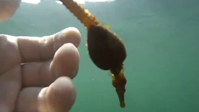 Морской конёк ( самка) Чёрное море. Одесса. смотреть онлайн