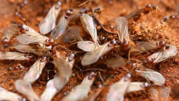 Amazing Facts | Animal Behavior Before Natural Disasters