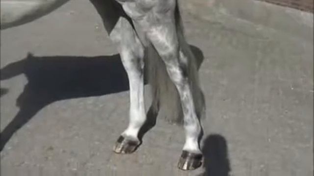 **SOLD TO NEW YORK** Cassini x Lancetto x Lord ~ Moving/standing смотреть онлайн