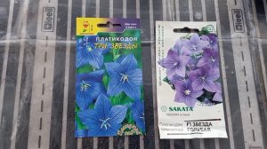 Платикодон. Пикировка рассады. Удобрение и прищипка