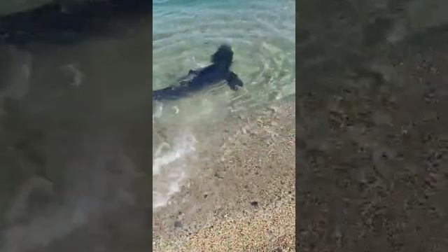 АКУЛЫ НА ПЛЯЖАХ ГЕЛЕНДЖИКА смотреть онлайн