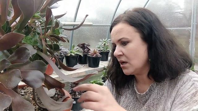 Пересаживаю эониум 'Гранат' в огромный горшок смотреть онлайн