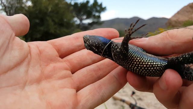 4K Rainbow Yarrows Spiny Lizard, Catching Amazing Pet Reptiles In NV, CA, AZ, NM USA Herping HD.
