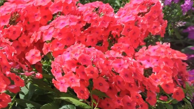 Как пересаживать флоксы смотреть онлайн