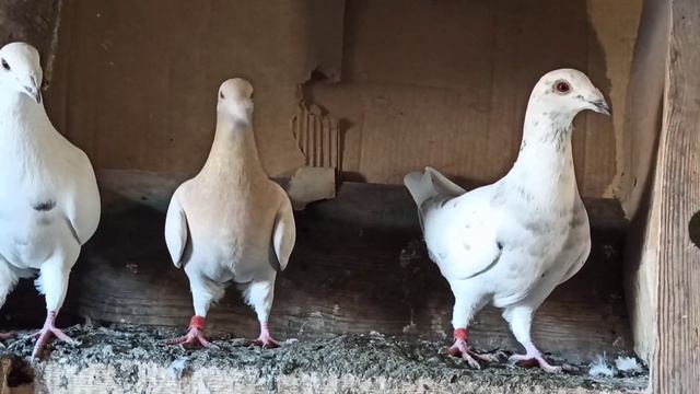 ПОЧТОВЫЕ ГОЛУБИ ?️?️.1.01.2023. смотреть онлайн