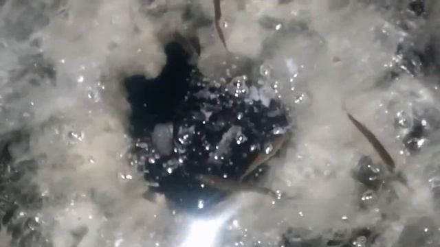 Пускаю щуку в пруд смотреть онлайн