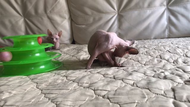 Котятам исполнилось 2 месяца ???