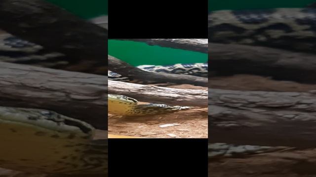 Анаконда в Питербуржском зоопарке