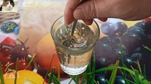 Как проверить семена Томатов на всхожесть в соленой воде