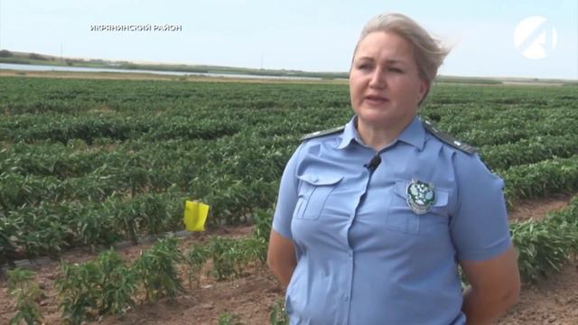 Фитосанитарные обследования смотреть онлайн