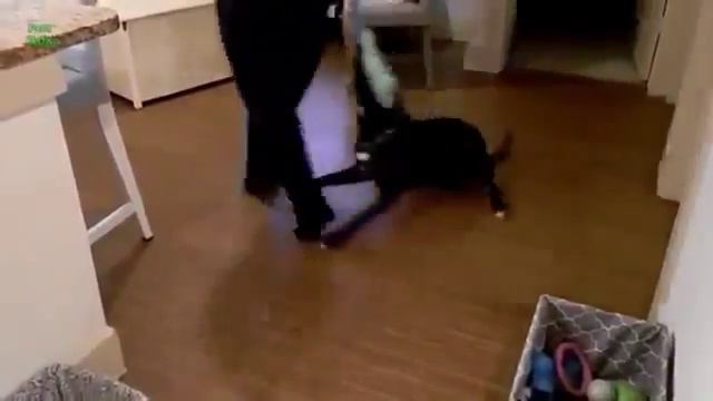 Очень забавные домашние животные! смотреть онлайн