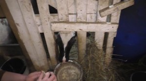 Замеры телят/Кормление/Сколько еще поить молоком?!