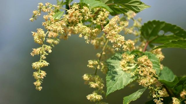 За диким хмелем смотреть онлайн