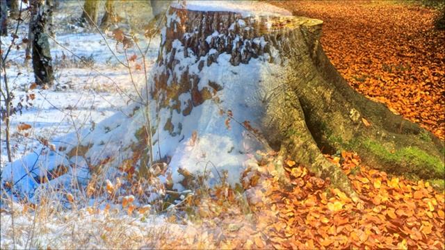 Temple Ruins Oracle of Seasons Mystical Remix смотреть онлайн