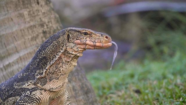 Дракоша показывает вам язык. shorts  дракон  ящерица