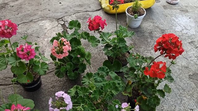 APRENDE A CUIDAR TUS GERANIOS, TIPS DE CUIDADO ¦ LIZZ Y SU VIVERO смотреть онлайн