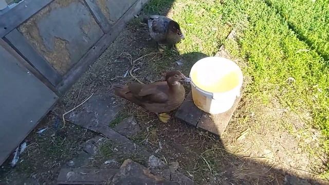 Как я выращиваю мускусных уток. Кормление мускусных уток смотреть онлайн