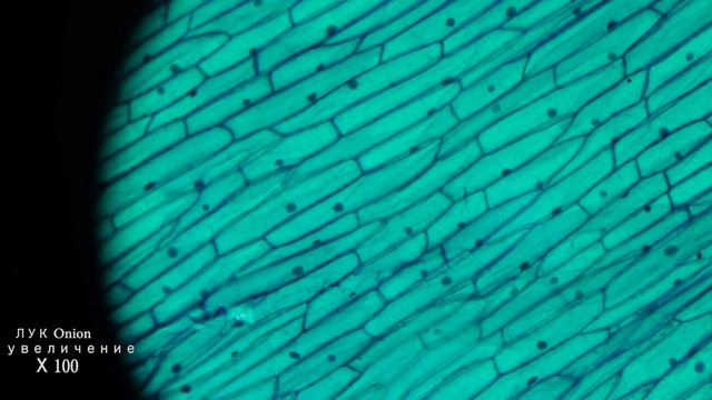 Лук под микроскопом | Onions under the microscope смотреть онлайн