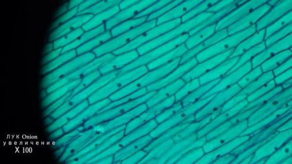 Лук под микроскопом | Onions under the microscope