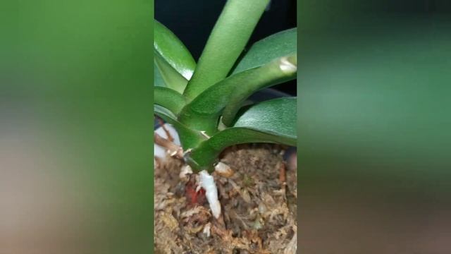 Обзор цветения Asconopsis Irene Dobkin. смотреть онлайн