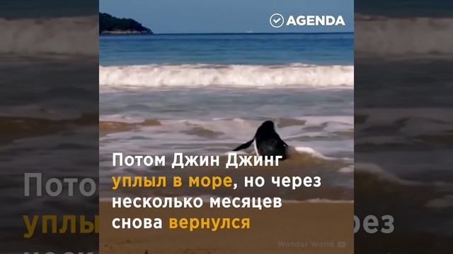человек пингвину друг смотреть онлайн