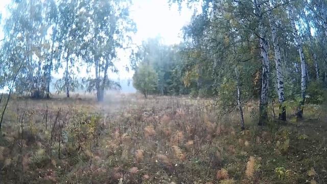 Осенний Зеленодольск. Грибная пора смотреть онлайн