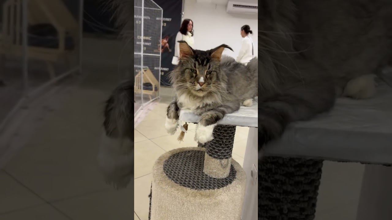 Котики смотреть онлайн