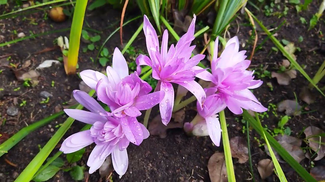 Махровый колхикум Waterlily, махровый безвременник или осенний крокус, описание сорта мои наблюдения