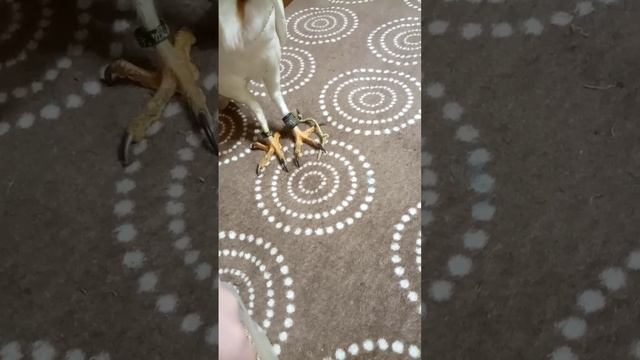 Сіпуха Кукувайчик їсть зоофобас, та трохи про тік ток аккаунт смотреть онлайн